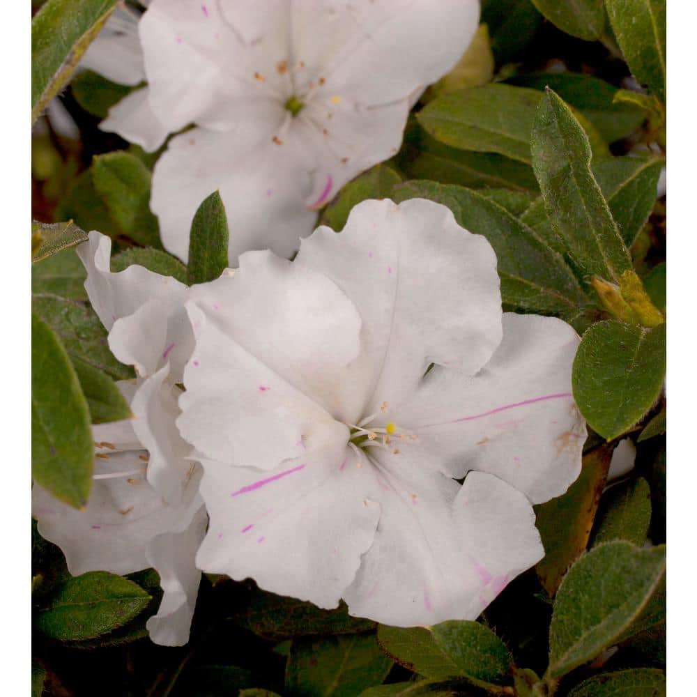 1 Gal. Autumn Lily Shrub with Brilliant White and Purple Streaking Reblooming Flowers - Hercitys