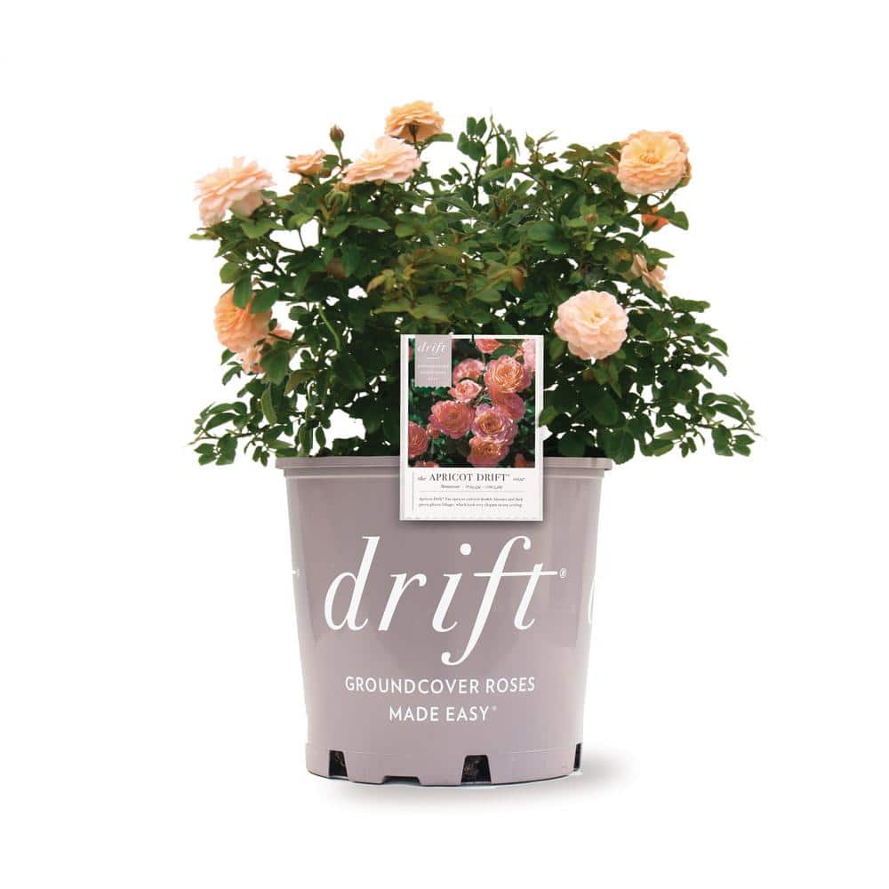 1 Gal. Apricot Drift Rose Bush with Orange Flowers - Hercitys