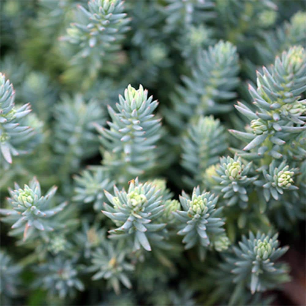 1 Gal. Blue Moon Stonecrop (Sedum Reflexum) Live Flowering Full Sun Perennial Groundcover Plant - Hercitys