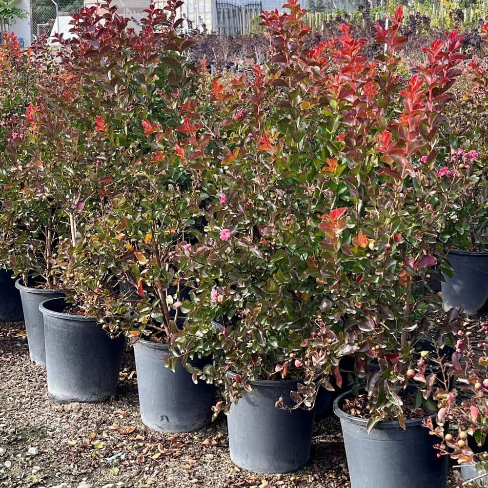 #5 container ‘Red Rocket’ Crape Myrtle Tree - Hercitys