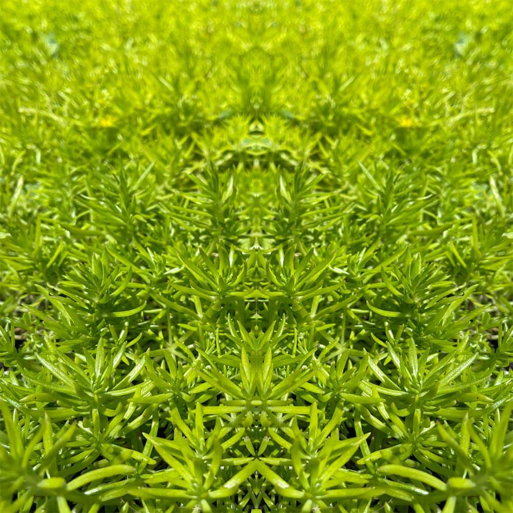 4 in. D x 3.5 in. H Non-Fragrant Sedum Lemon Bal No Blossom (5-Pack) - Hercitys