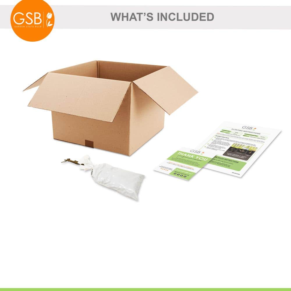 1-Year, Himrod Seedless Grape Bare Root, Non-GMO (Bag of 1) - Hercitys