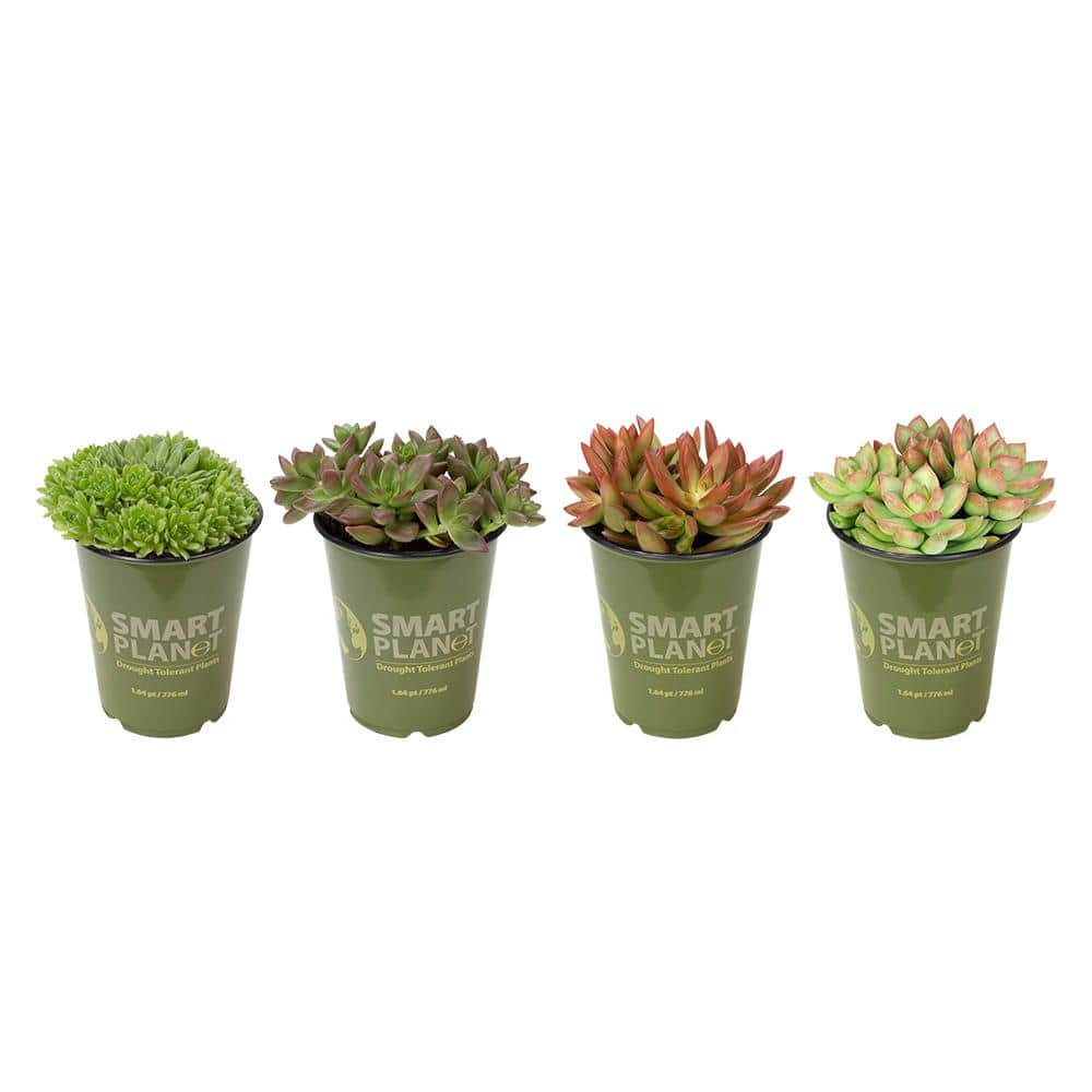 1 Qt. Assorted Succulent Plants Collection (4-Pack) - Hercitys