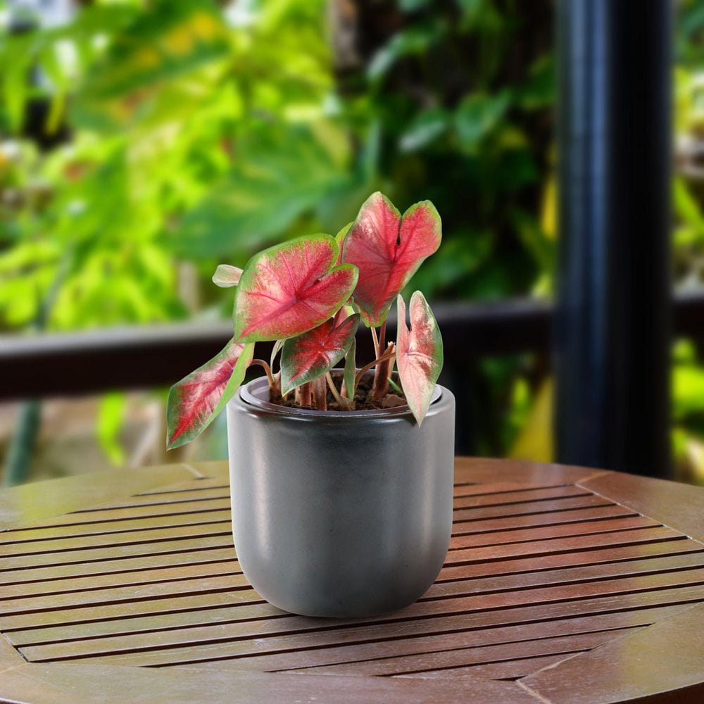 4 in. Caladium Bombshell Plant (3-Pack) - Hercitys