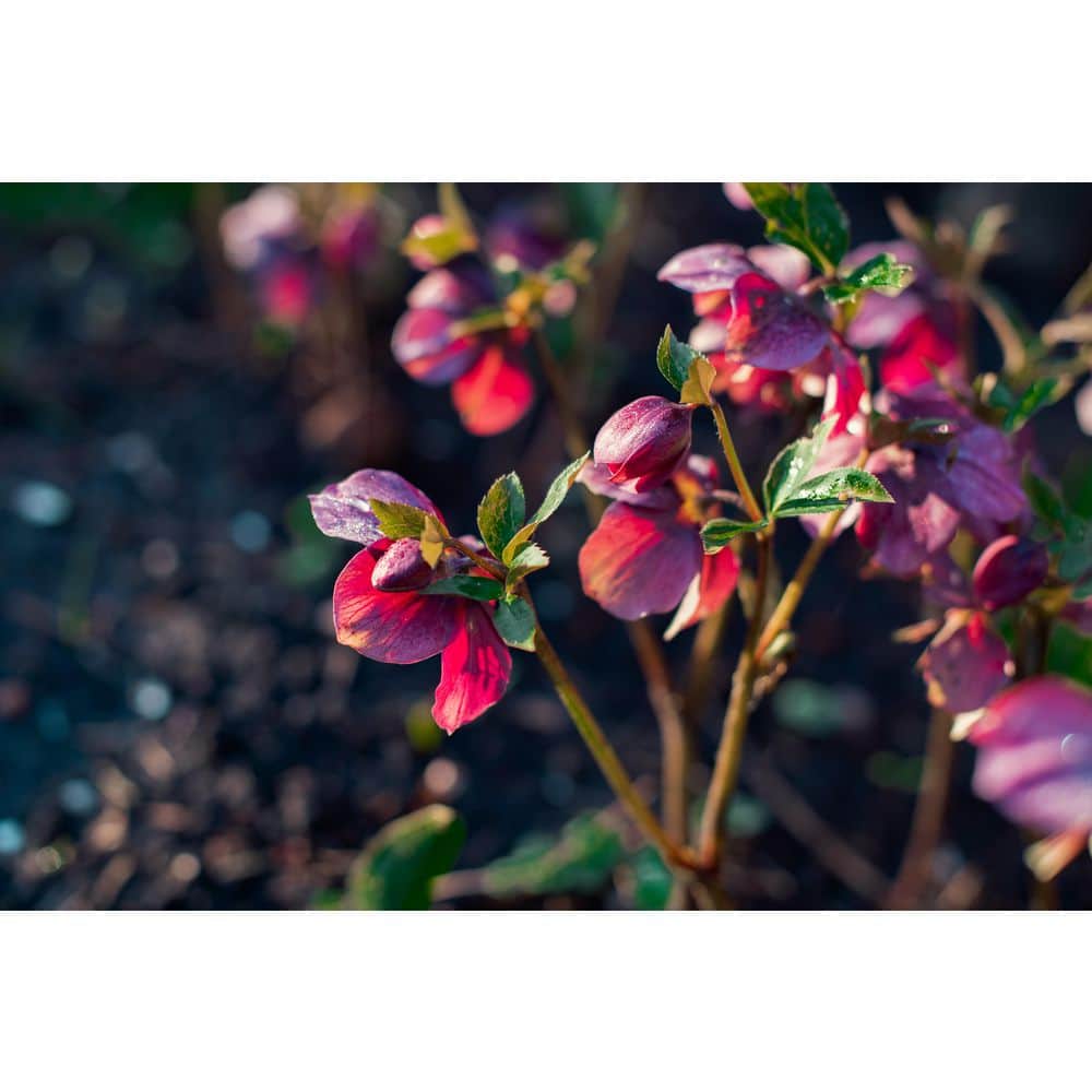 1 gal. Pippa’s Purple Hellebore Live Flowering Part Sun Perennial Plant with Purple-Pink Flowers - Hercitys