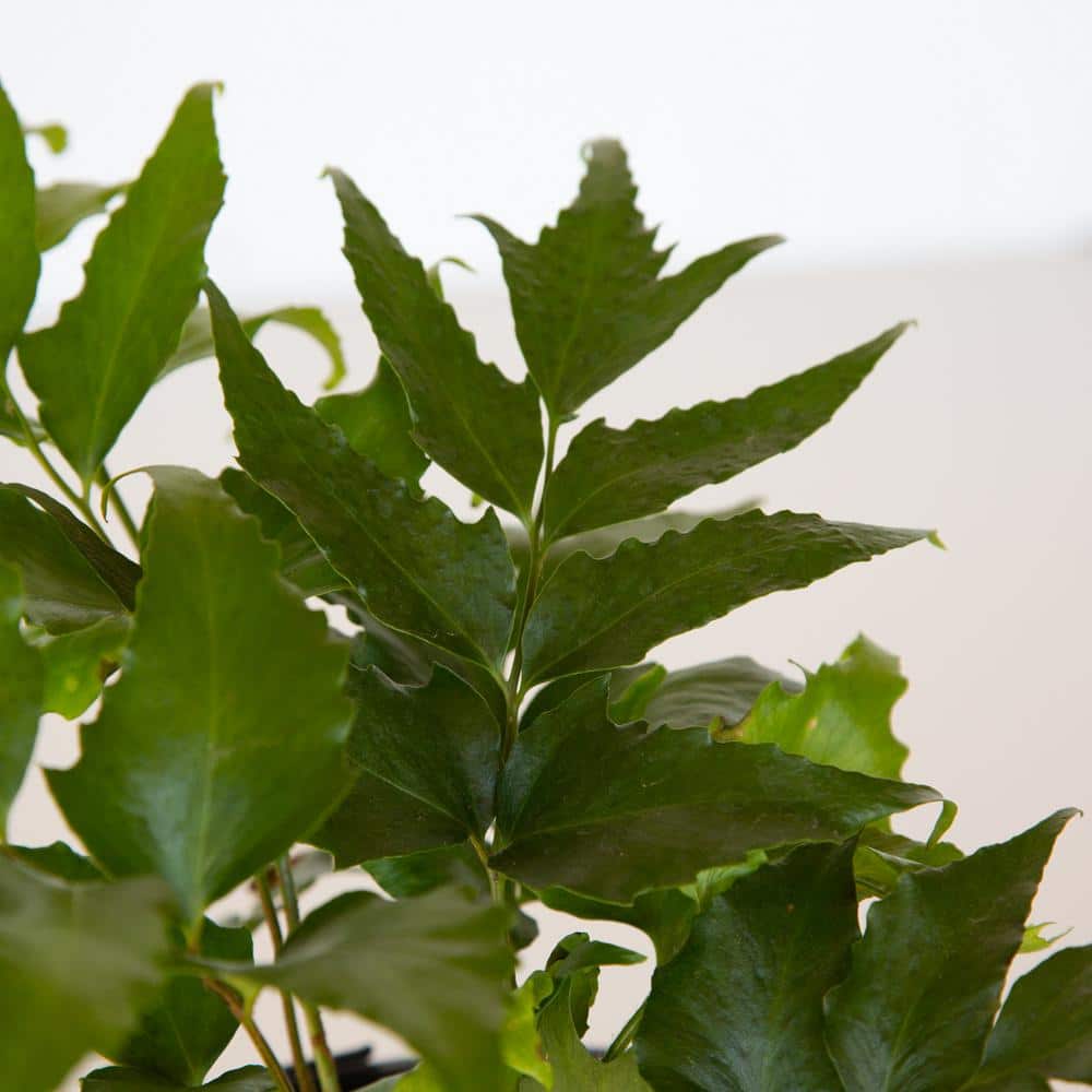 2.5 Qt. Holly Fern, Live Evergreen Plant, Emerald Green Foliage - Hercitys