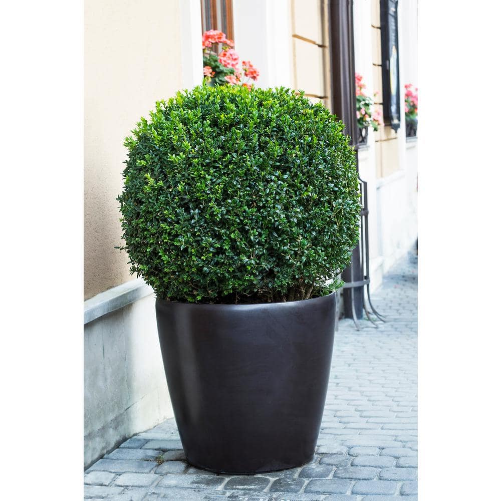 1 Gal. American Boxwood Shrub (2-Pack) - Hercitys