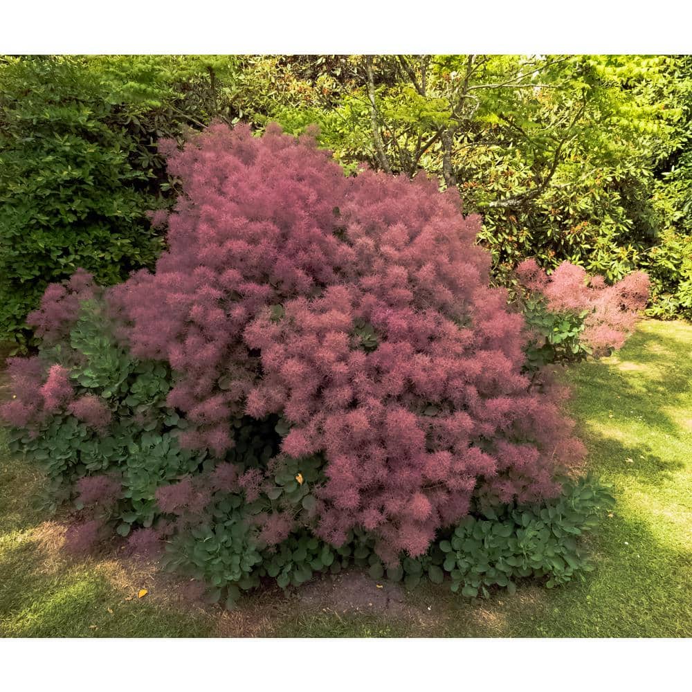 1 Gal. Royal Purple Smokebush Shrub Colorful Plumes Rising Out of Foliage Provide a Rare and Dramatic Smokey Effect - Hercitys