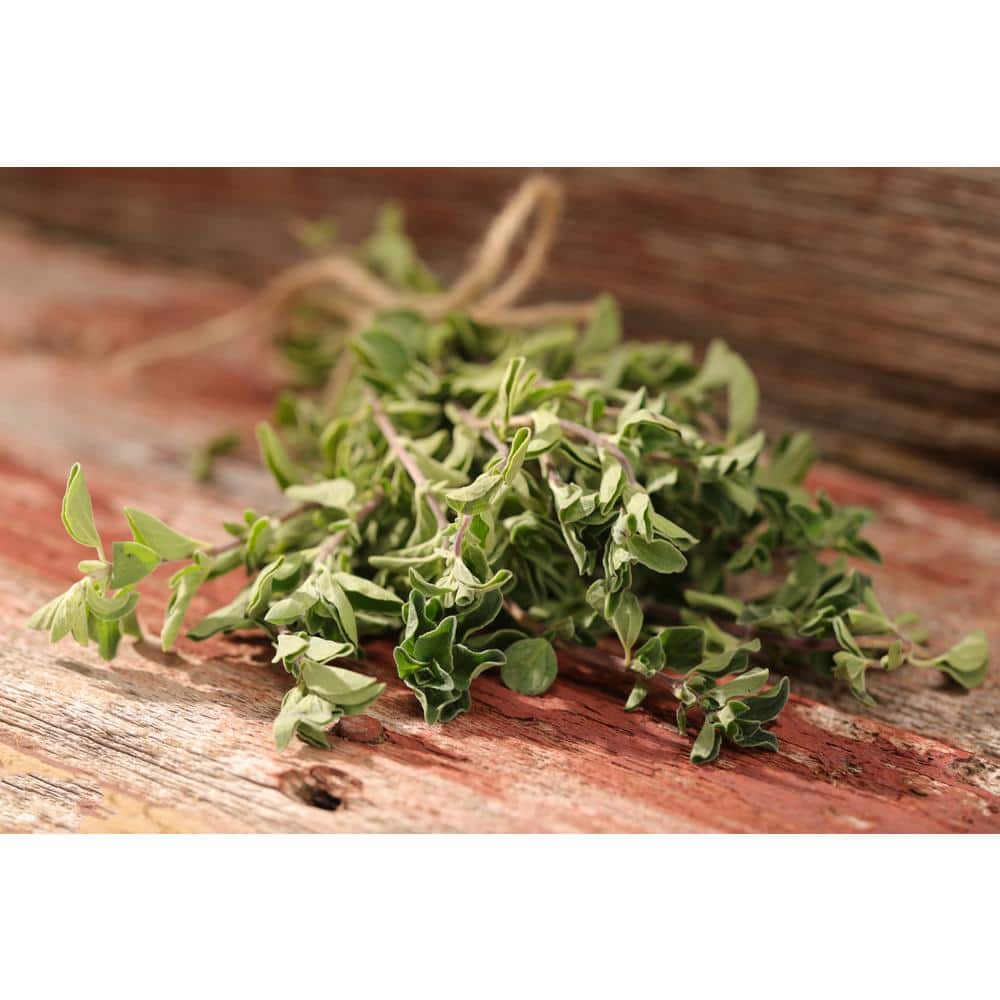 4.25 in. Eco+Grande Greek Oregano (Origanum vulgare) Live Herb Plant (4-Pack) - Hercitys