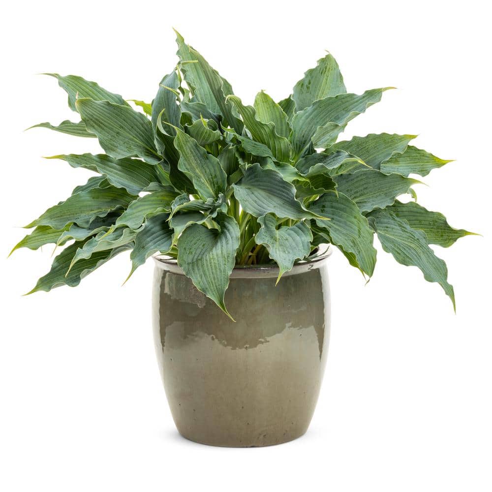 0.65 Gal. Shadowland Waterslide (Hosta) Live Plant, Blue Foliage - Hercitys