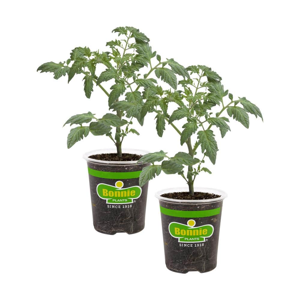 19 oz. Goliath Tomato Bush Plant (2-Pack) - Hercitys