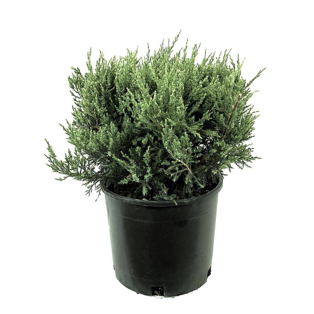 2.25 Gal. Blue Rug Juniper Live Shrub with Silvery-Blue Foliage - Hercitys