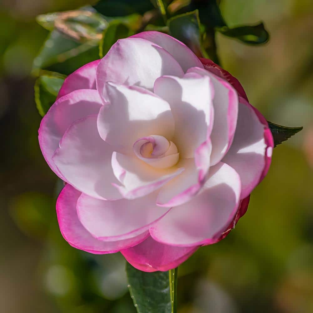 3 gal. Camellia Leslie Ann Shrub with White and Pink Flowers - Hercitys