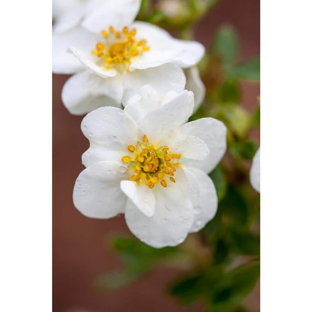 2 Gal. Creme Brulee Potentilla Live Shrub with White Flowers - Hercitys