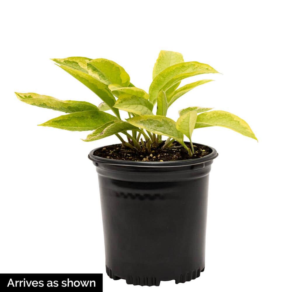 1 Gal. Pot, Aureo Marginata Hosta Potted Perennial Plant (1-Pack) - Hercitys