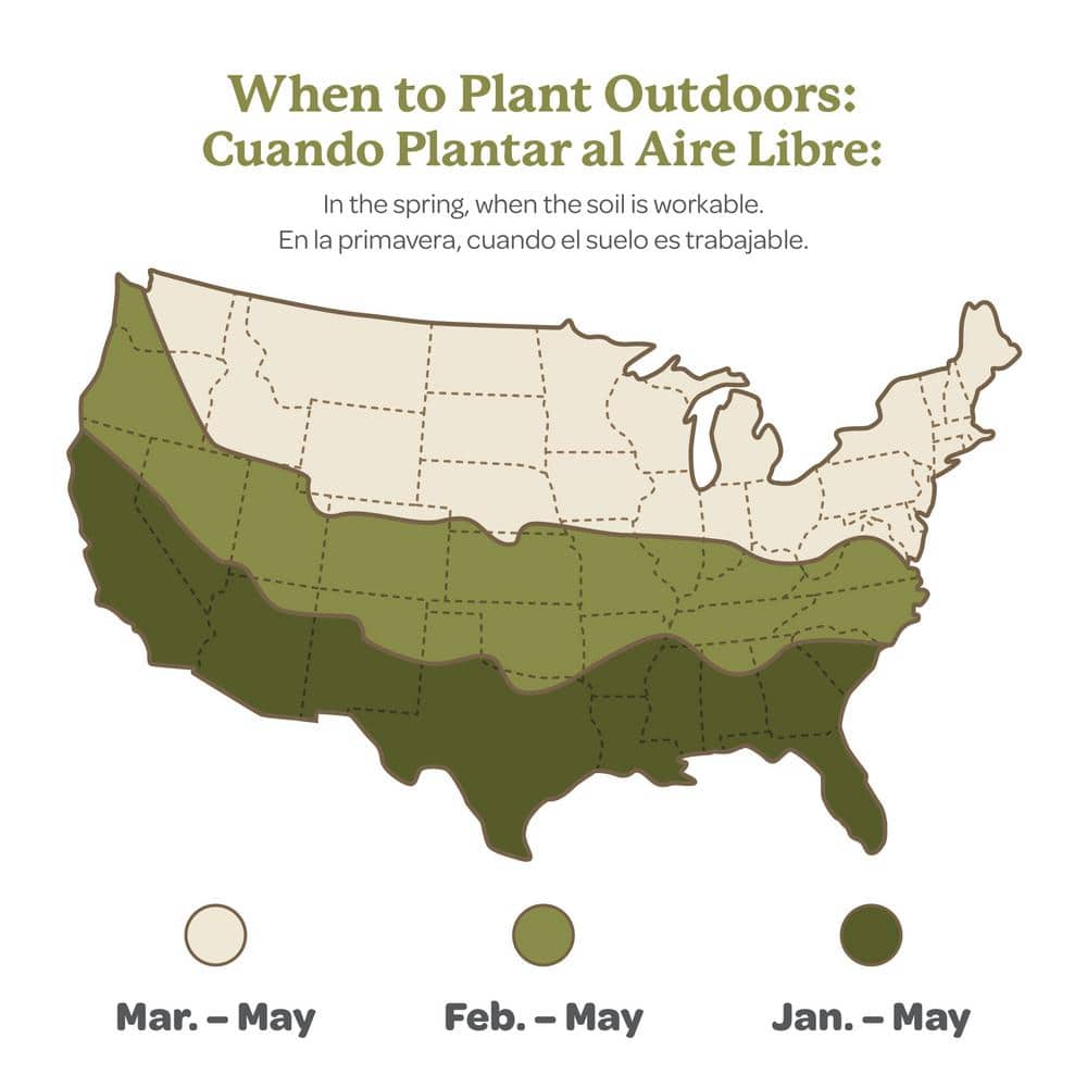 1 Gal. Blue Angel Hosta, Live Perennial Plant, Blue-Green Foliage - Hercitys