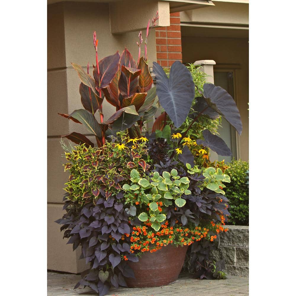 1.0 Gal. Annual Canna Tropicanna Original - Hercitys