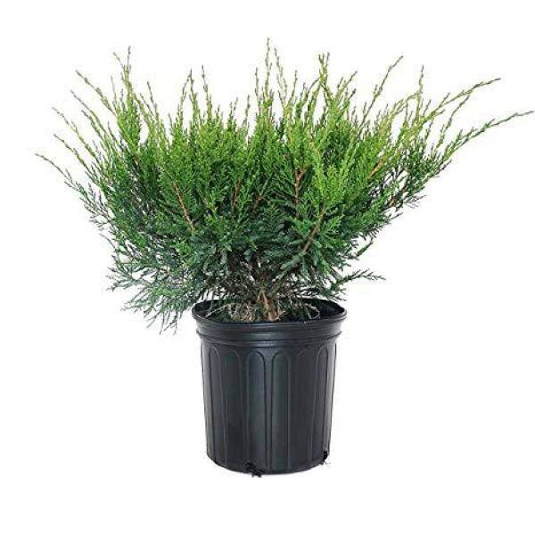 1 Gal. Sea Green Juniper Shrub Fountain Shaped Foliage that Changes to a Darker Green in Winter - Hercitys