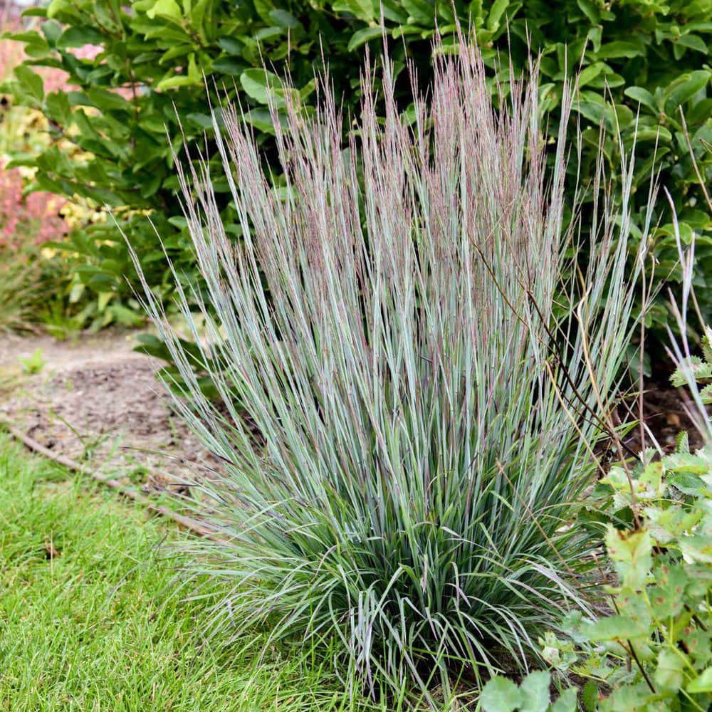 0.65 Gal. Prairie Winds Brush Strokes Little Bluestem (Schizachyrium Scoparium) Live Perennial Plant - Hercitys