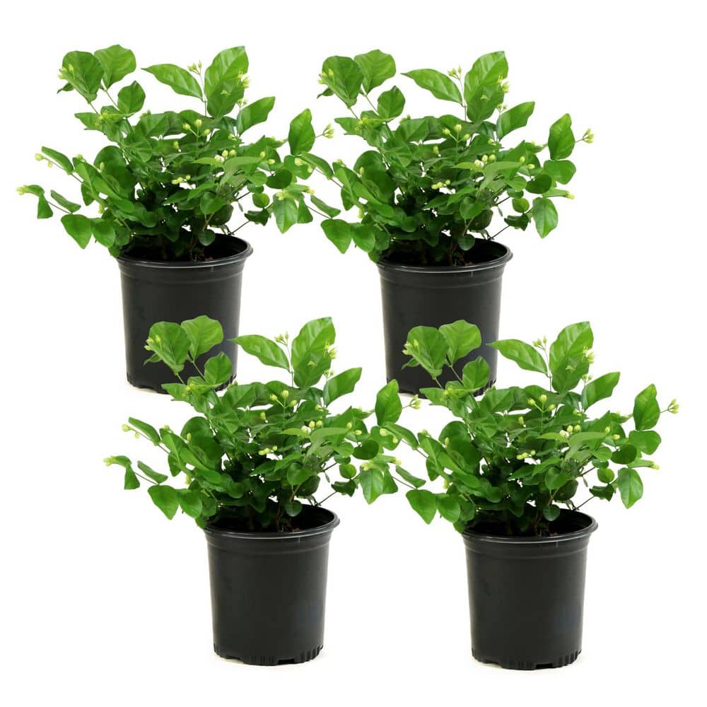 1 gal. Jasmine Sambac Arabian Plant (4-Pack) - Hercitys
