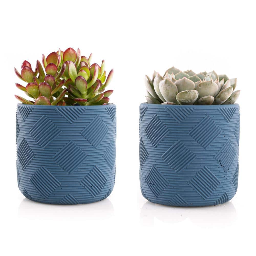 4 in. Assorted Succulent Set in Blue Weave Pot (2-Pack) - Hercitys