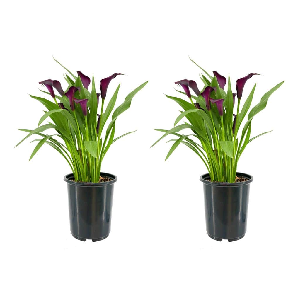 2.5 Qt. Perennial Calla Lily Black (2-Pack) - Hercitys