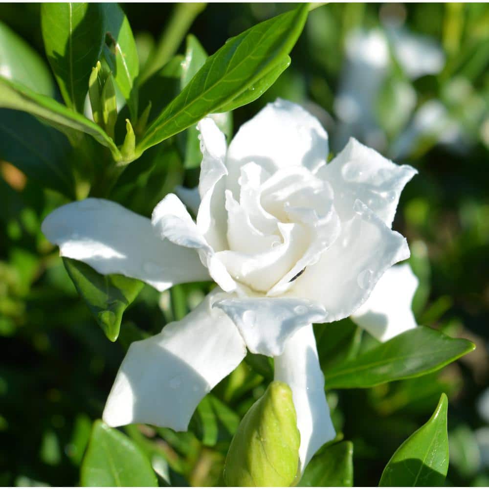 1 Gal. Radicans Gardenia Plant, Low Growing Evergreeen with White Fragrant Blooms - Hercitys