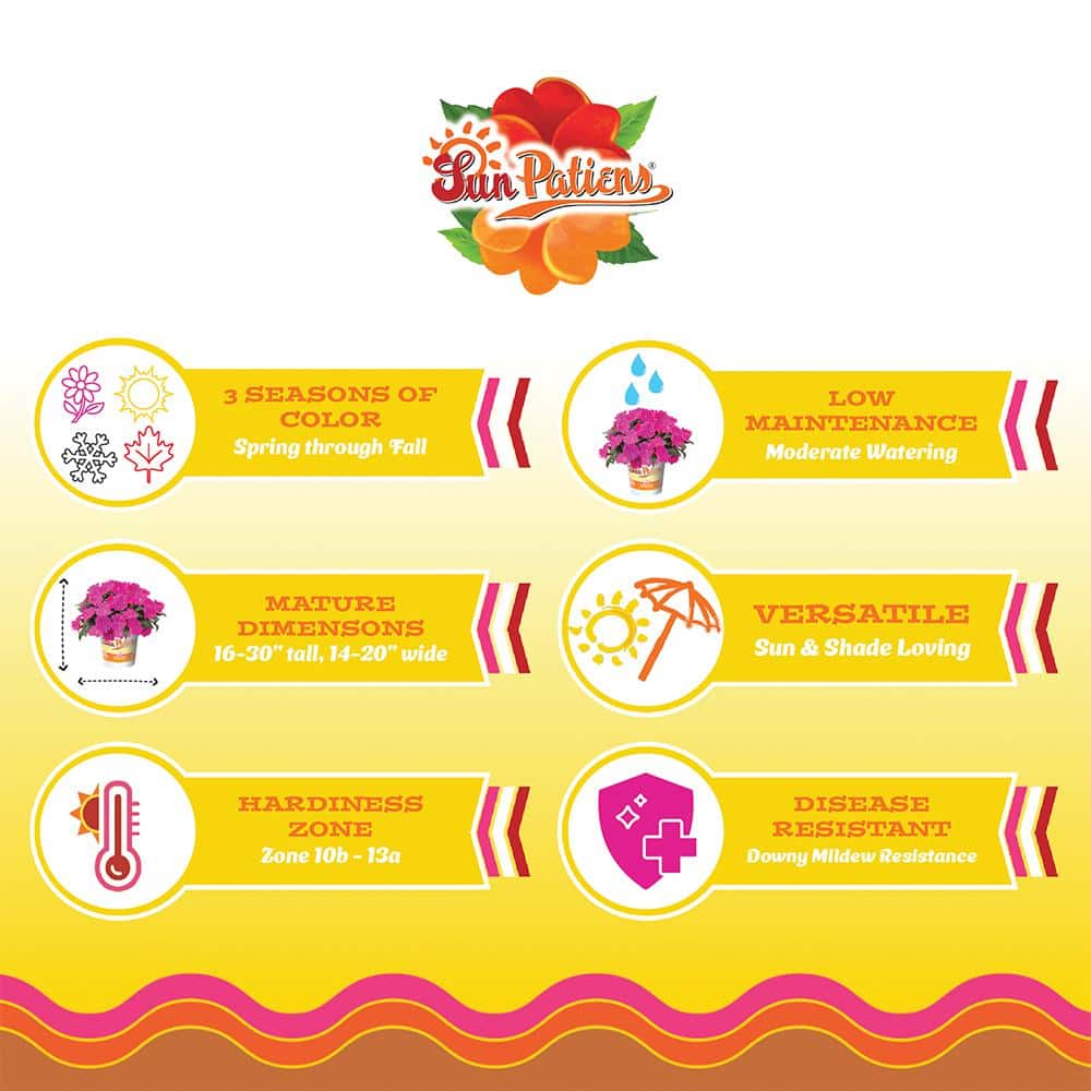 2.5 in. Compact Hot Pink SunPatiens Impatiens Outdoor Annual Plant with Pink Flowers (3-Piece) - Hercitys