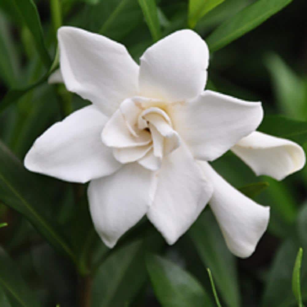 2.5 Qt. Frost Proof Gardenia, Live Evergreen Shrub, White Fragrant Blooms - Hercitys