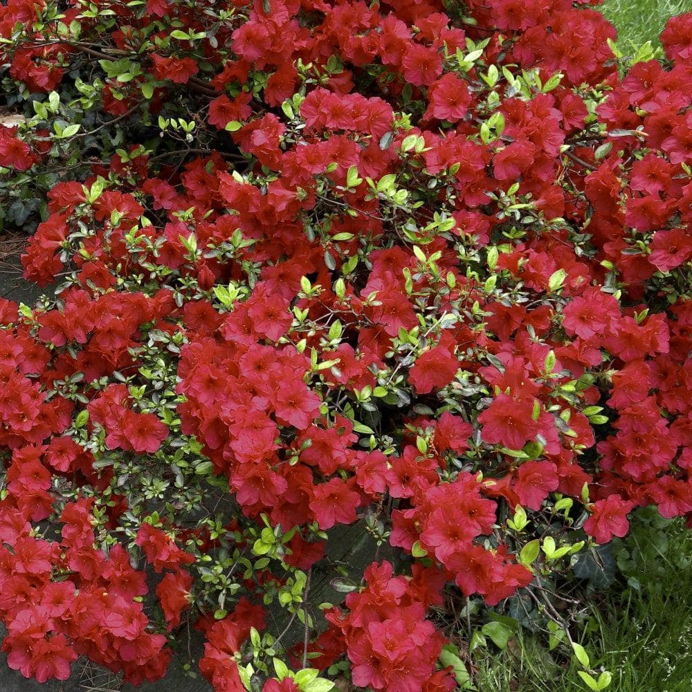 2.25 Gal. Girard Crimson Azalea Plant with Red Blooms - Hercitys