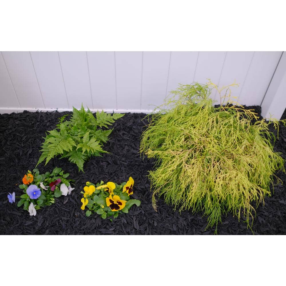 1 Gal. Chamaecyparis Gold Mop Live Evergreen Shrub - Hercitys