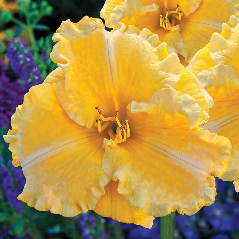 1 Gal. Pot, Majestic Moon Daylily Flowering Potted Perennial Plant (1-Pack) - Hercitys