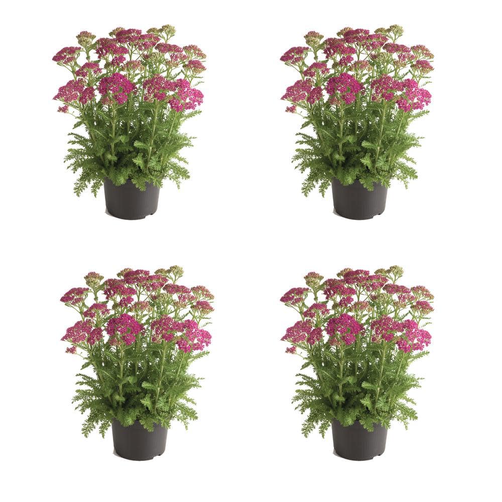 2.5 qt. Achillea Milly Rock Rose Perennial Plant with Pink Flowers – (4-Pack) - Hercitys