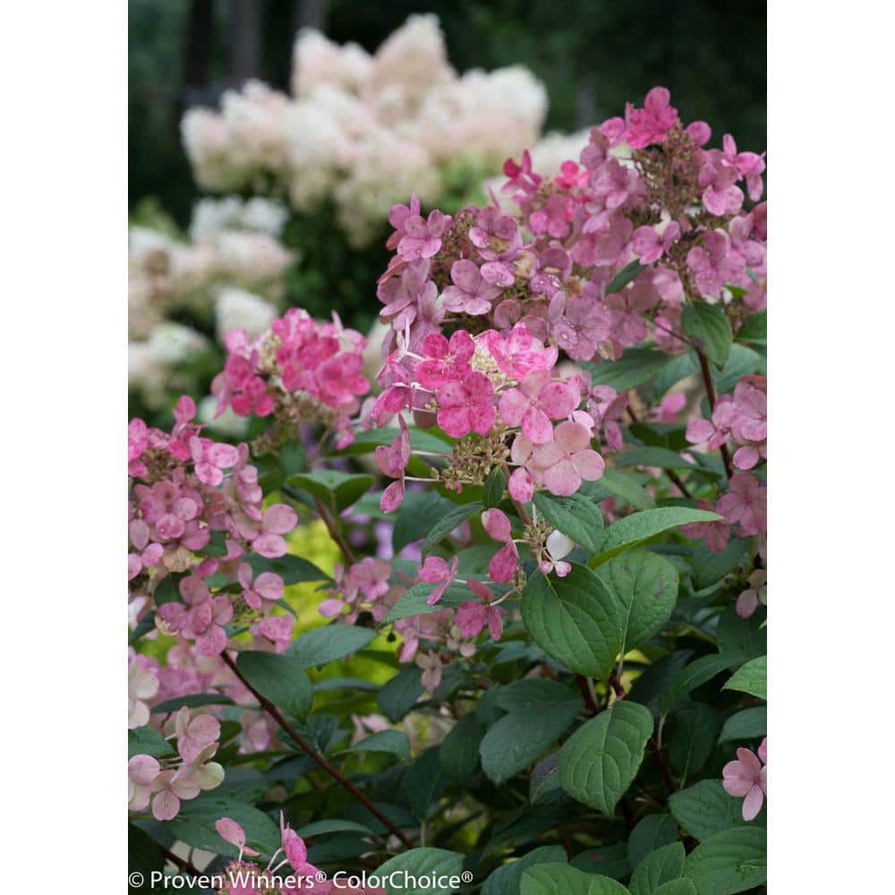 1 Gal. Little Quick Fire Hardy Hydrangea (Paniculata) Live Shrub, White to Pink Flowers - Hercitys