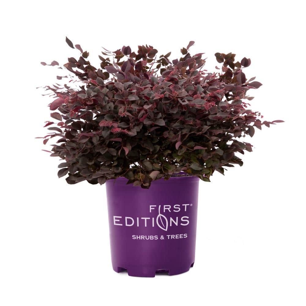 3 Gal. Crimson Fire Loropetalum Shrub with Dark Purple Foliage, Neon-Pink Flowers - Hercitys