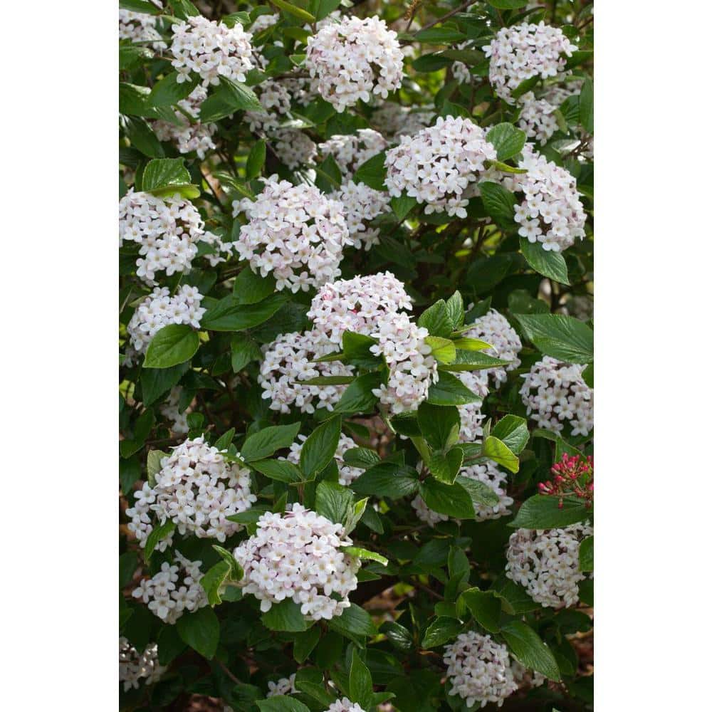 1 Gal. Burkwood Viburnum Evergreen Shrub - Hercitys