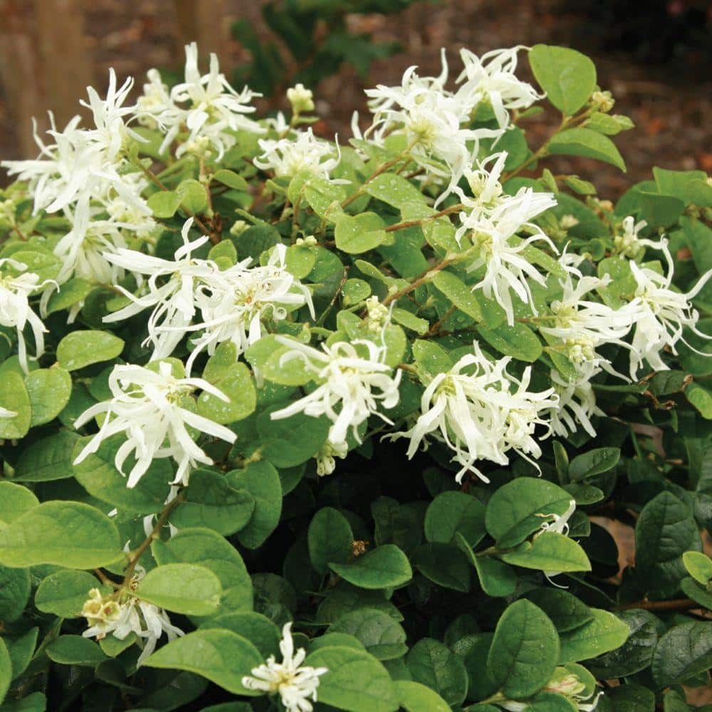 2 Gal. Emerald Snow Semi-Dwarf Loropetalum, Evergreen Shrub with Green Foliage, White Ribbon Blooms - Hercitys