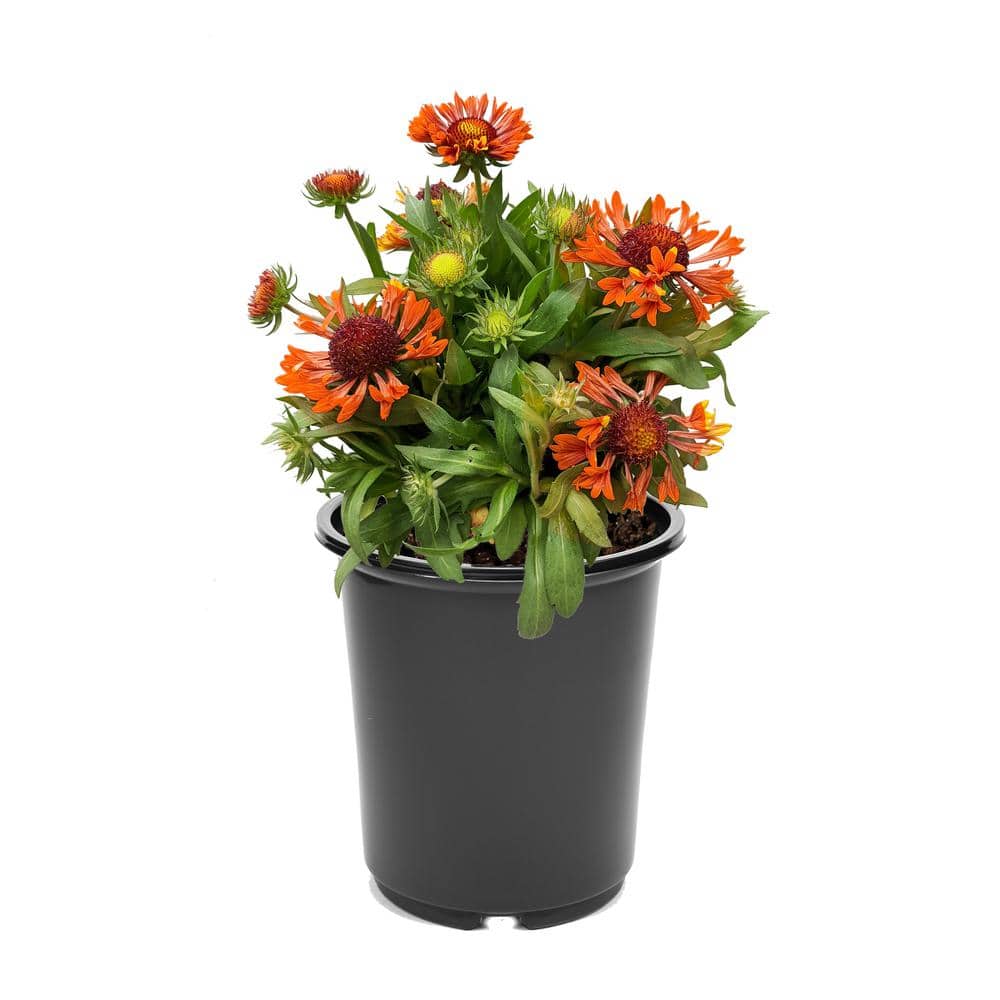 2.5 qt. Gaillardia Perennial Plant with Red Flowers-(1-Pack) - Hercitys