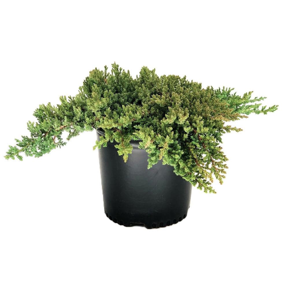 1.5 gal. Juniper Procumbens ‘Nana’ (Juniperus procumbens ‘Nana’) Evergreen Shrub Groundcover 1-Each - Hercitys