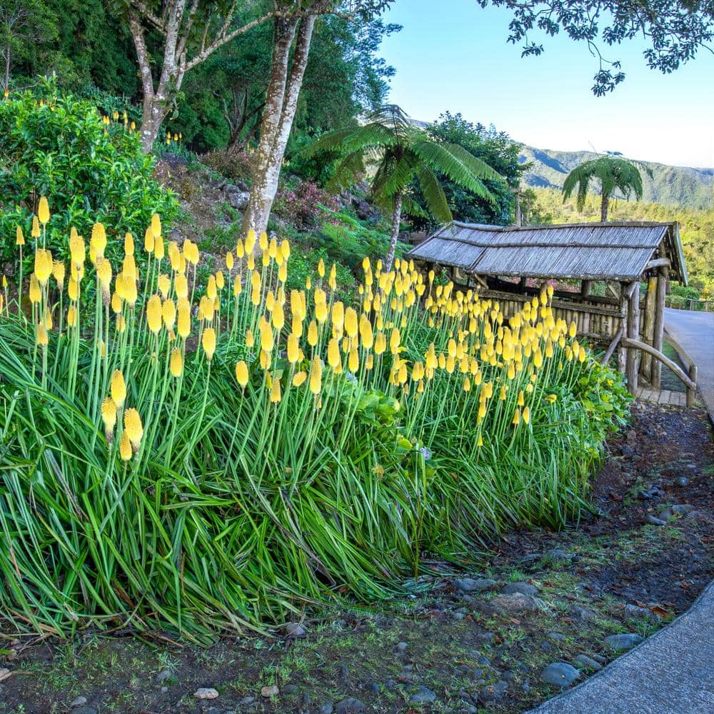 3.25 In Glowstick Torch Lilies Kniphofia Perennial Plant with Yellow Flowers-3 piece - Hercitys