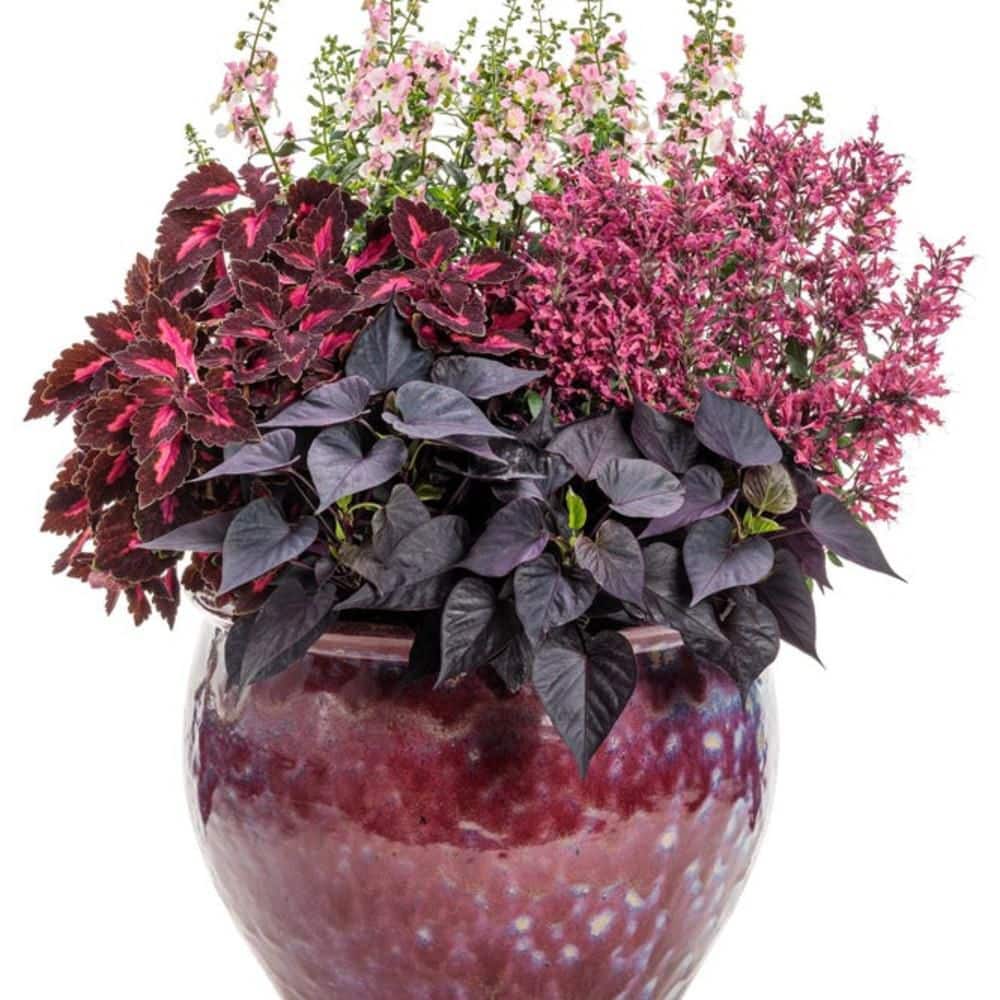 4.25 in. Eco+ Grande ‘Maestro Coral’ Hyssop (Agastache hybrid) Live Annual Plant with Pink Flowers 4-Pack - Hercitys