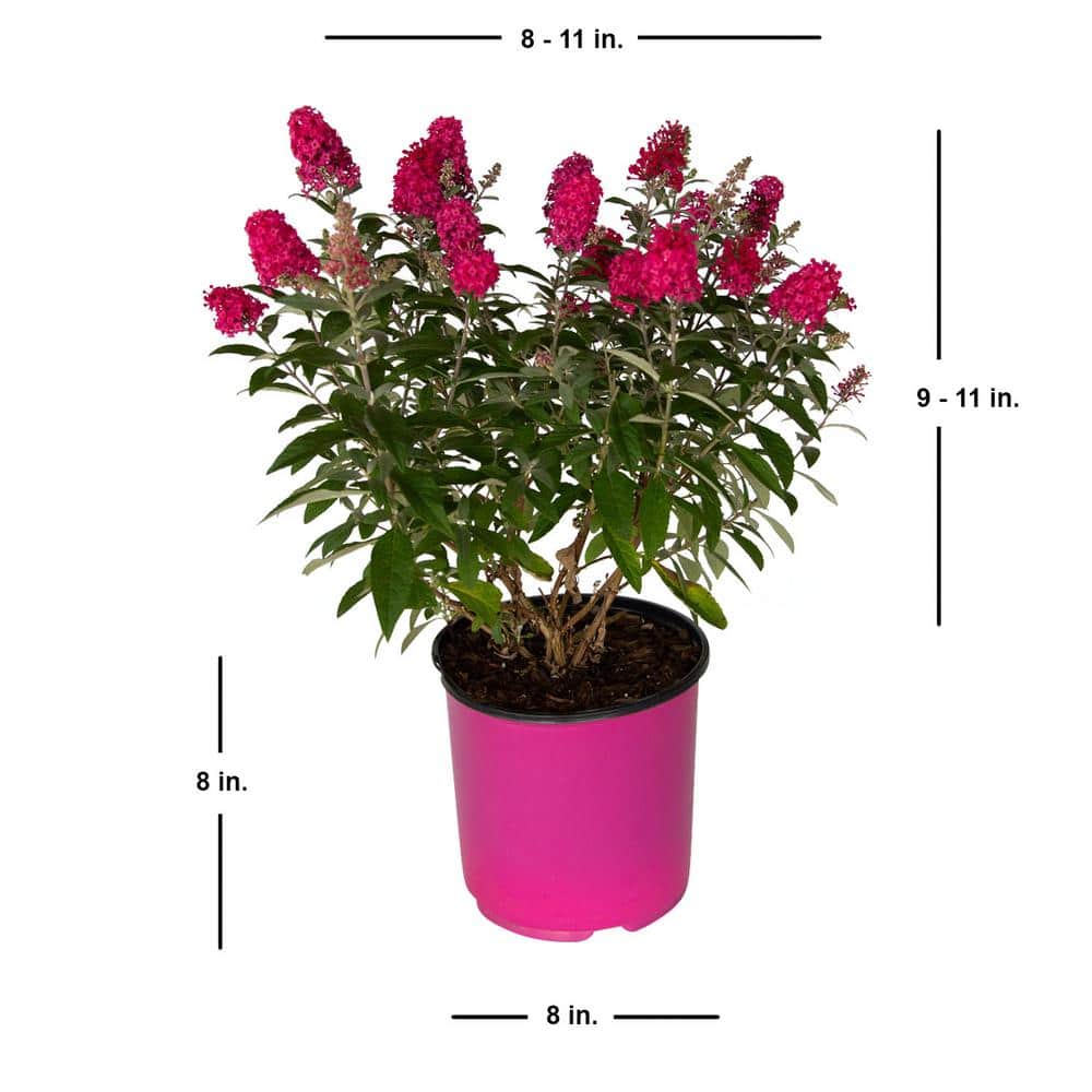 1.5 Gal. Lil’ Raspberry Butterfly Bush (Buddleia) Live Shrub Plant, Magenta Pink Flowers - Hercitys