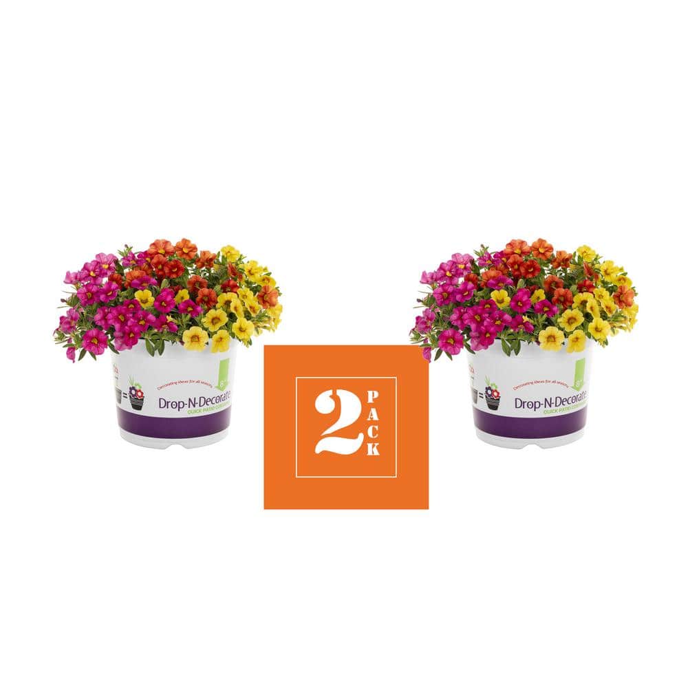 3 qt. Calibrachoa Million Bells Hawaiian Kalani Multicolor Mix Annual Plant (2-Pack) - Hercitys