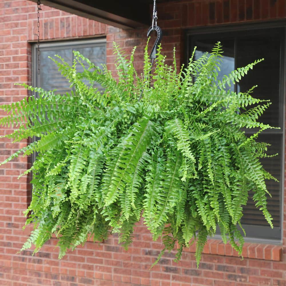 10 in. Boston Fern Nephrolepis Exaltata Annual Plant Hanging Basket (1-Pack) - Hercitys