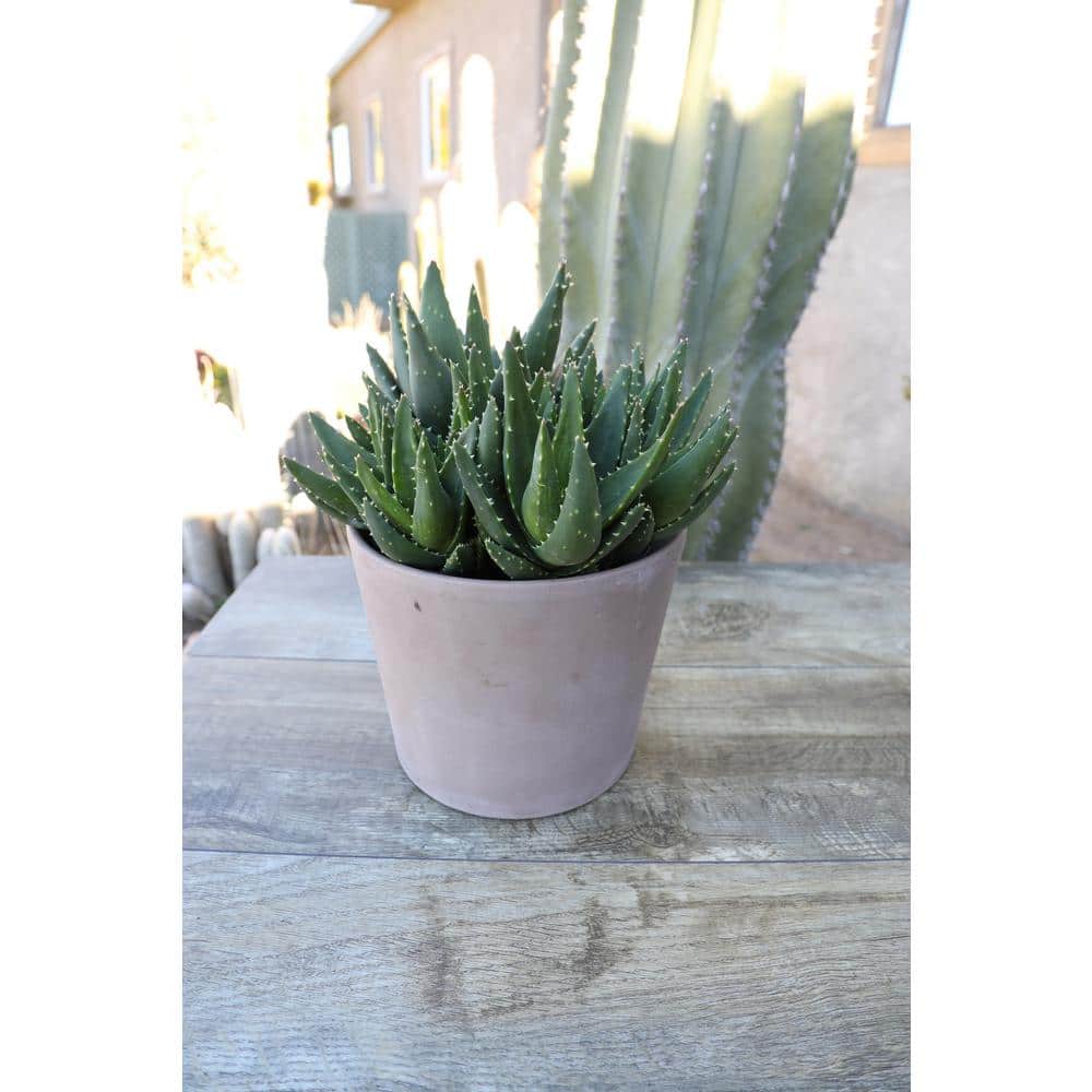 1 Gal. Aloe Nobilis – Single - Hercitys
