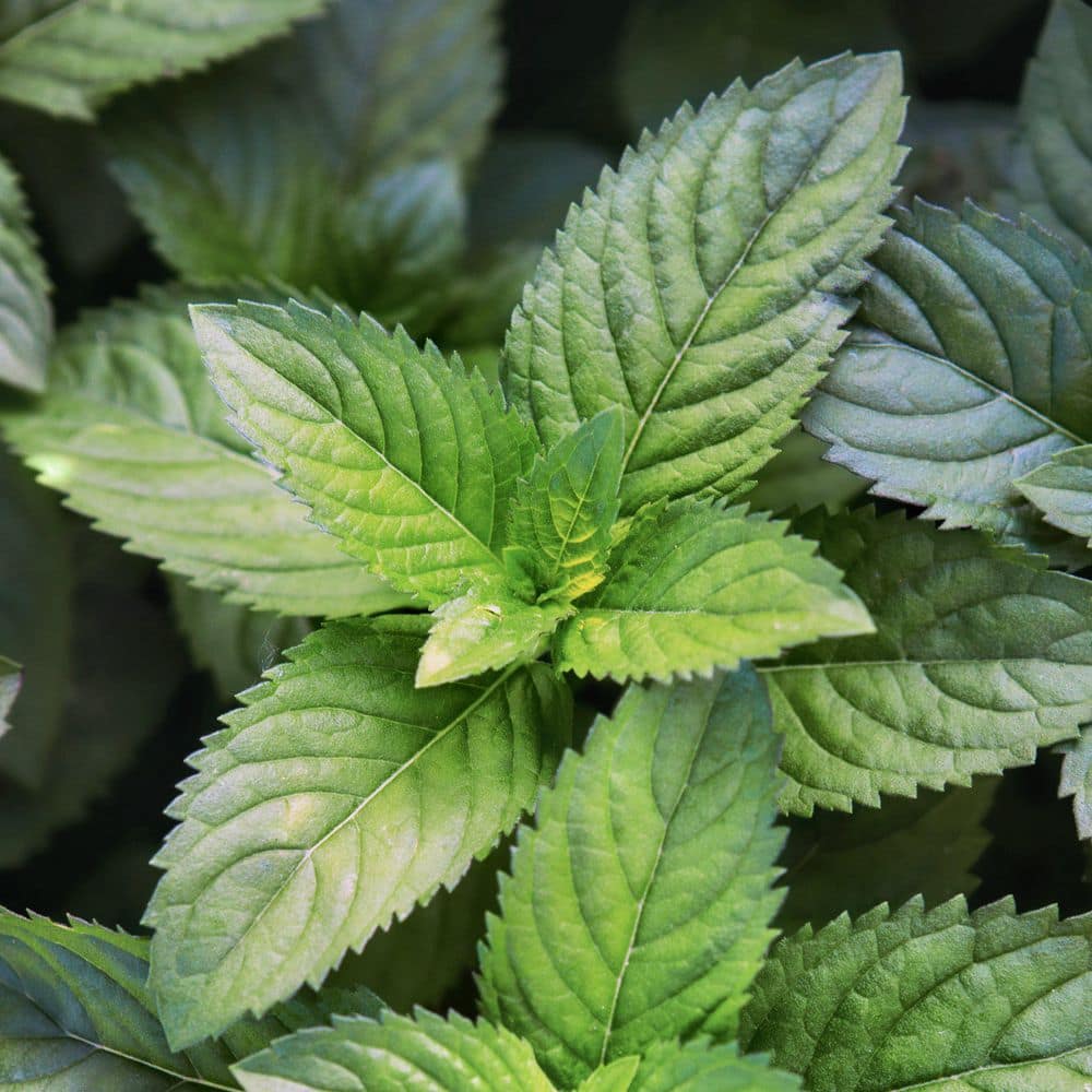 2.5 in. Spearmint Mint Plant (3-Pack) - Hercitys