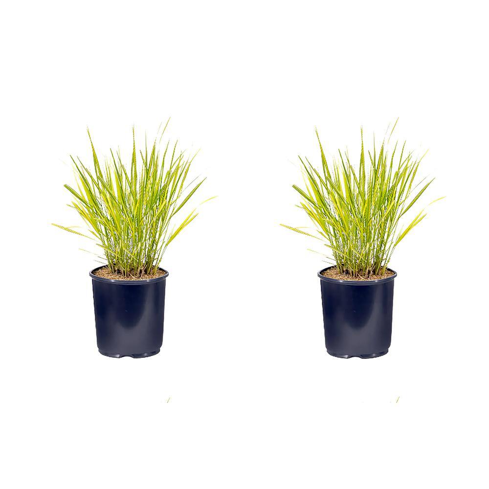 2.5 qt. Calamagrostis A El Dorado Perennial Plant with No Flowers – (2-Pack) - Hercitys