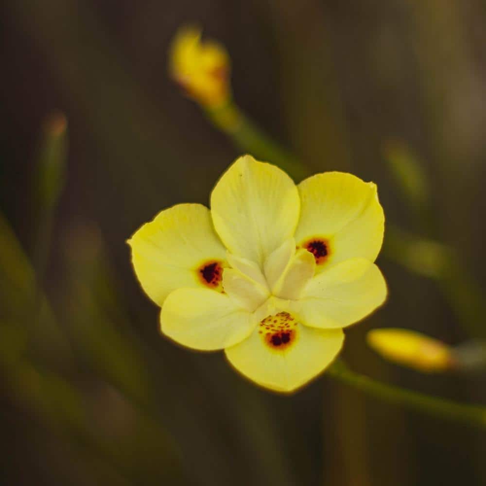 2.5 qt. Butterfly African Iris Plant with Yellow Bicolor Flowers - Hercitys