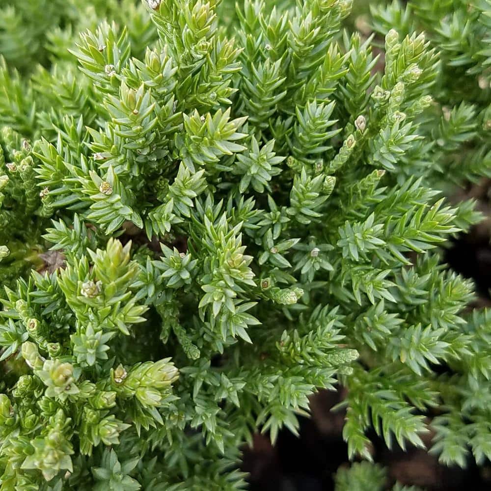2.5 Qt. Juniper Procumbens Nana Evergreen Groundcover Shrub - Hercitys