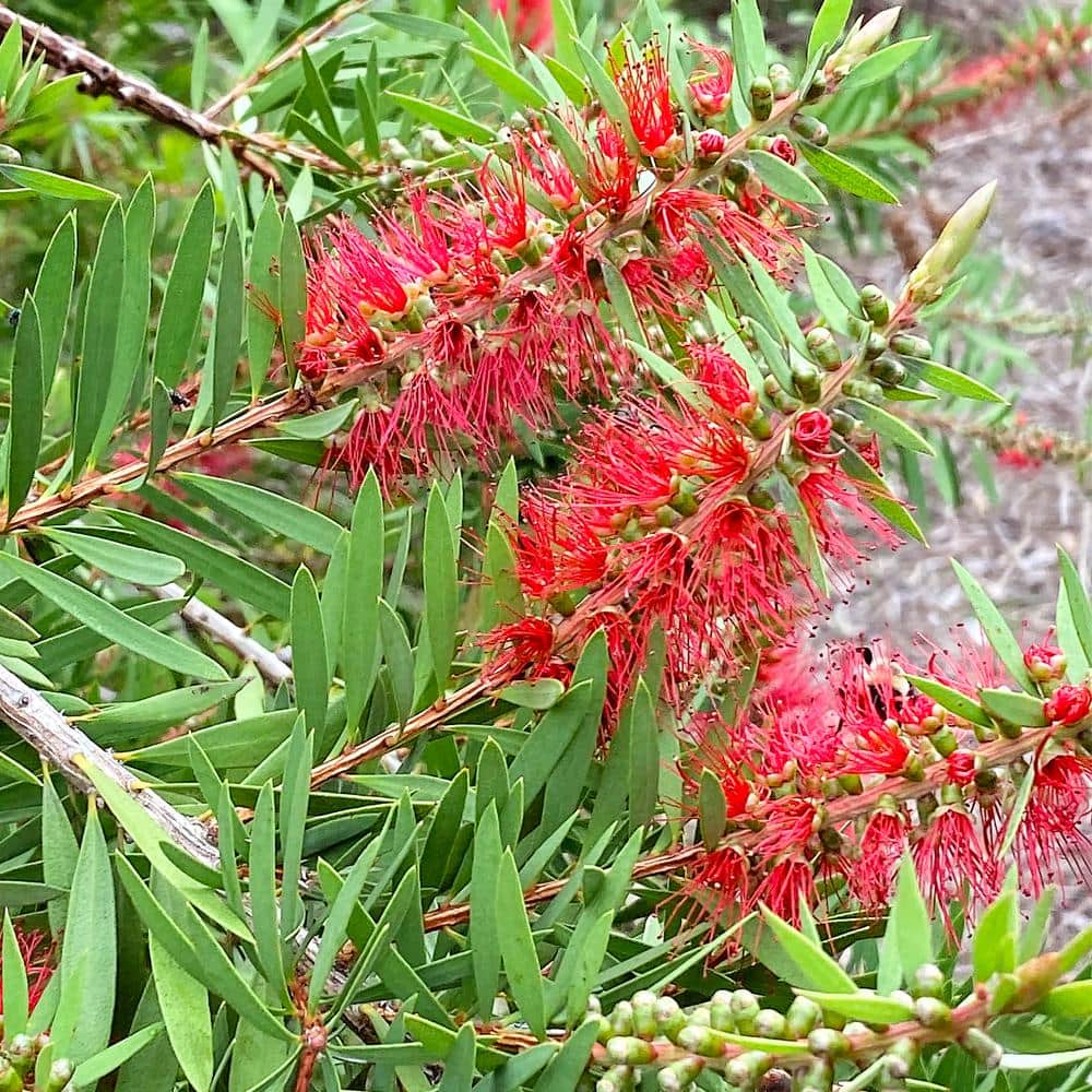 5 Gal. Red Flowering Bottlebrush Tree - Hercitys